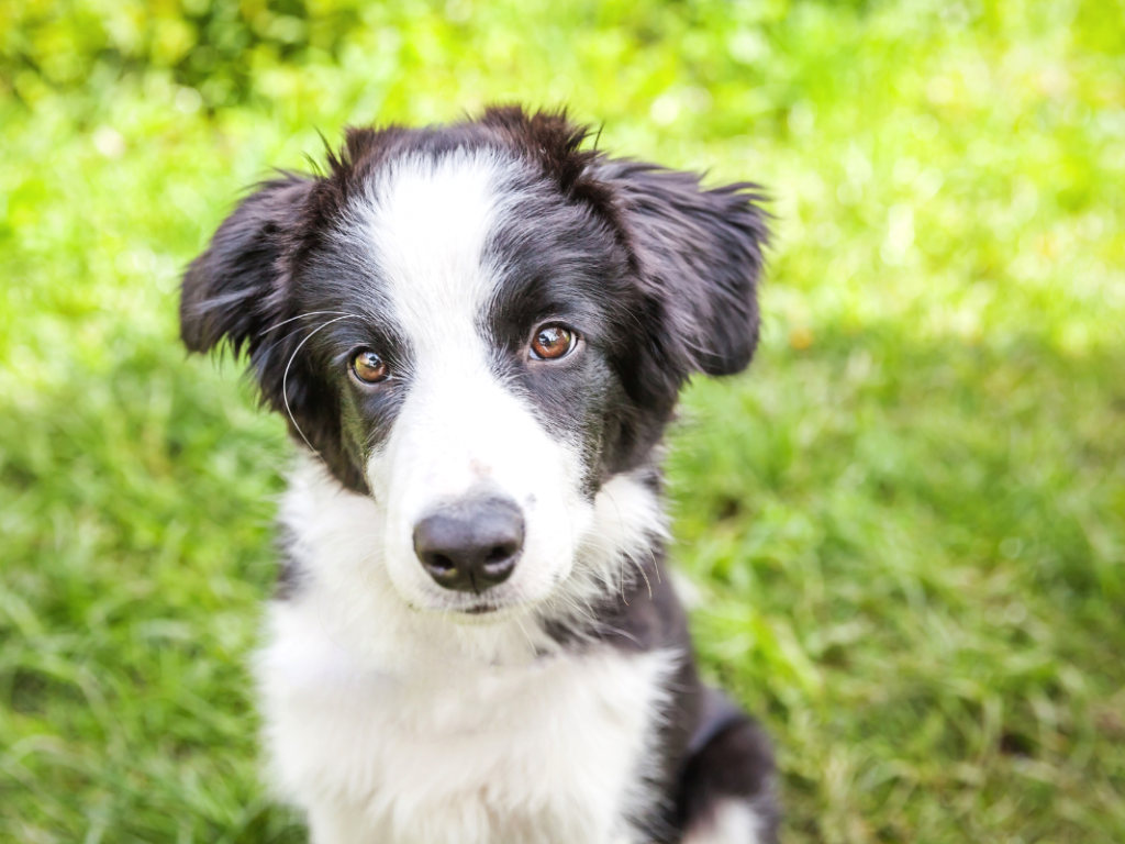 Zwei neue optionale Extras für die Számel-Hundehütten, die Ihr Hund möglicherweise benötigt